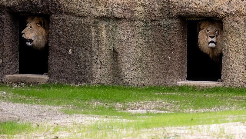 Bleiben an Silvester lieber drinnen: Die Tiere im Tierpark Hellabrunn. (Archiv) Bleiben an Silvester lieber drinnen: Die Tiere im Tierpark Hellabrunn. (Archiv)