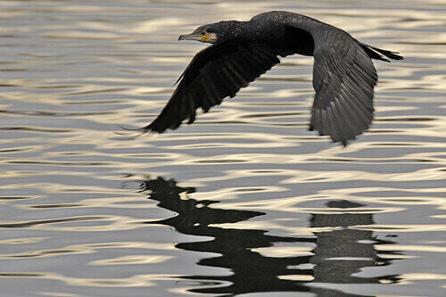 Er kann 90 Sekunden lang und 30 Meter tief tauchen: Ein Kormoran hat einen Aal erwischt.
