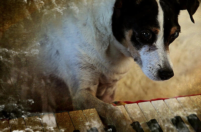 Die erblindete Terrierhündin Lolabelle beim Klavierspielen.