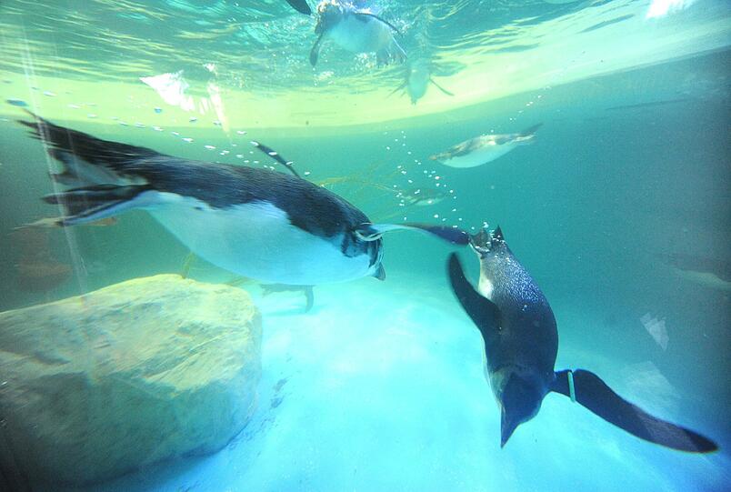 Mit ihren leuchtend gelben Federbüscheln über den Augen sind die neuen Tierpark-Bewohner ein echter Hingucker.