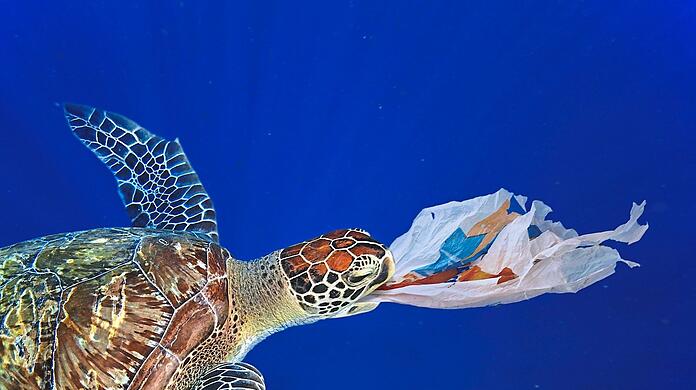 Eine Meeresschildkröte hat eine Plastiktüte im Maul.