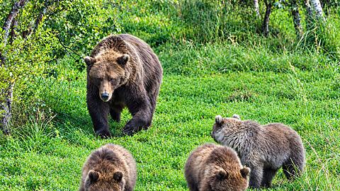 Dieses Muttertier z&auml;hlt zu den kr&auml;ftigsten B&auml;ren am Brooks River im Katmai-Nationalpark.