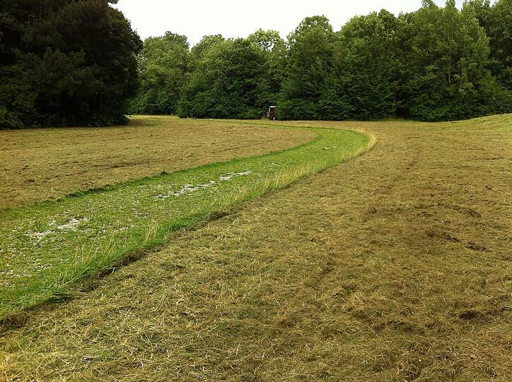 ...jetzt noch eine Wiese...