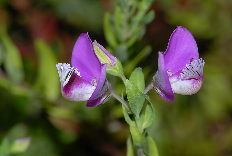 Die violette Kreuzblume stammt aus Südafrika.