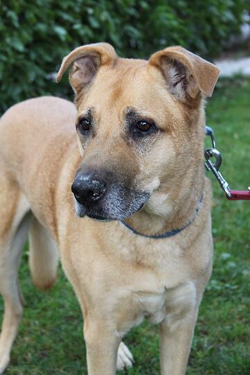 Sucht ein neues Zuhause: Labrador-Schäfer-Mischling Twister.