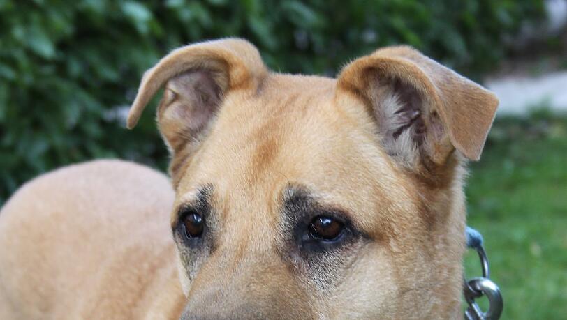 Sucht ein neues Zuhause: Labrador-Schäfer-Mischling Twister. Sucht ein neues Zuhause: Labrador-Schäfer-Mischling Twister.