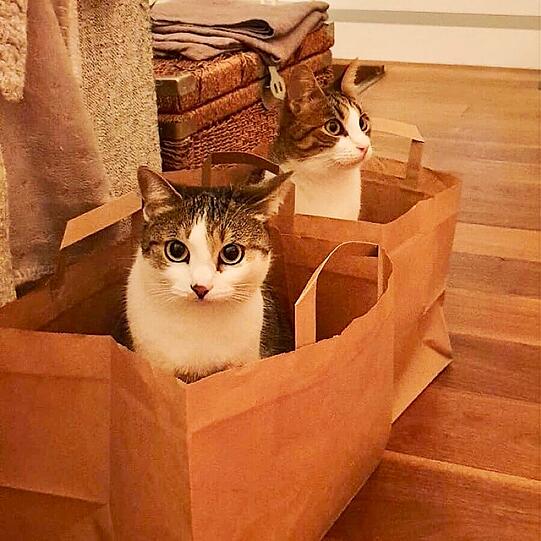 Katzen Feli und Tessy
