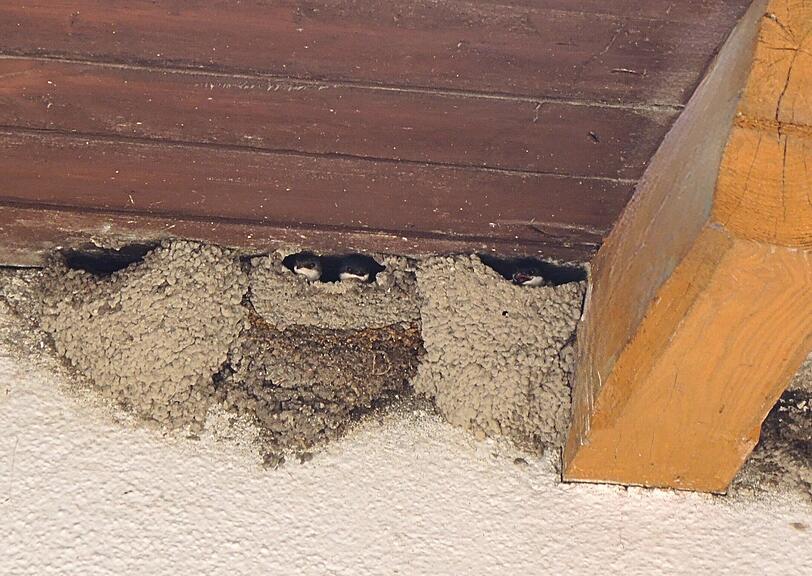 Mehlschwalben bauen ihre Nester oft wie Reihenhäuser dicht aneinander. Die Nester stehen unter Schutz. Nach dem Winter kehren die Schwalben oft zu ihren Nestern zurück. Mehlschwalben bauen ihre Nester oft wie Reihenhäuser dicht aneinander. Die Nester stehen unter Schutz. Nach dem Winter kehren die Schwalben oft zu ihren Nestern zurück.
