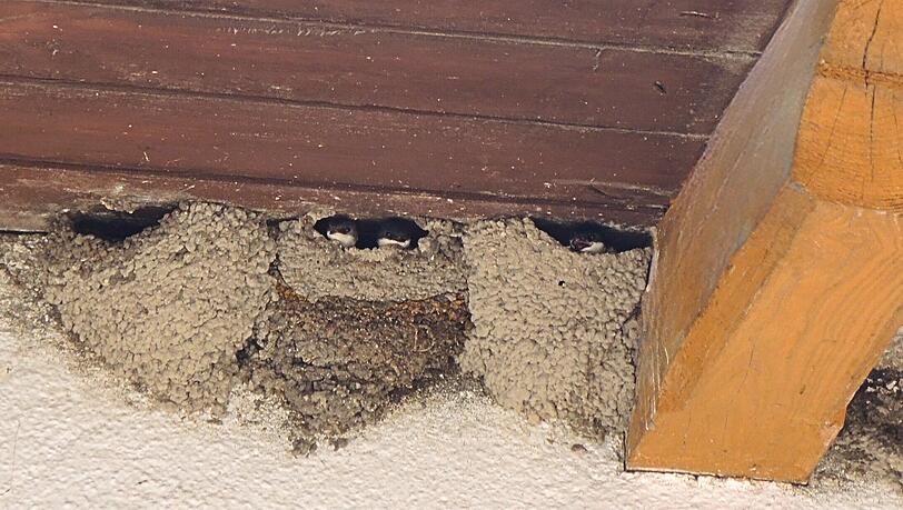 Mehlschwalben bauen ihre Nester oft wie Reihenhäuser dicht aneinander. Die Nester stehen unter Schutz. Nach dem Winter kehren die Schwalben oft zu ihren Nestern zurück. Mehlschwalben bauen ihre Nester oft wie Reihenhäuser dicht aneinander. Die Nester stehen unter Schutz. Nach dem Winter kehren die Schwalben oft zu ihren Nestern zurück.