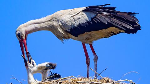 Ein Wei&szlig;storch gibt einem Jungvogel Wasser. (Archivbild)
