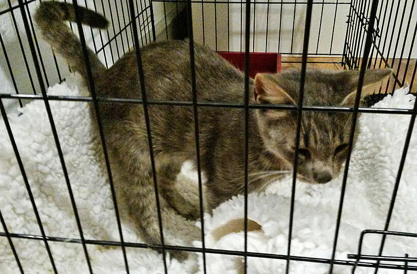 Glücklicherweise ist der Kater gechippt. Jeder Tierarzt kann die Daten auslesen.