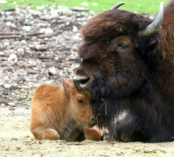 Peterle und Päuschen sind die neuen Besucher-Lieblinge im Tierpark Hellabrunn.
