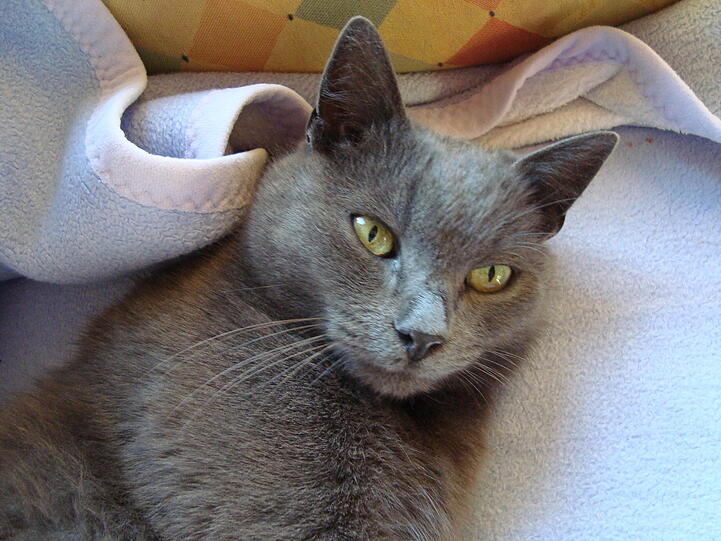 Petzi