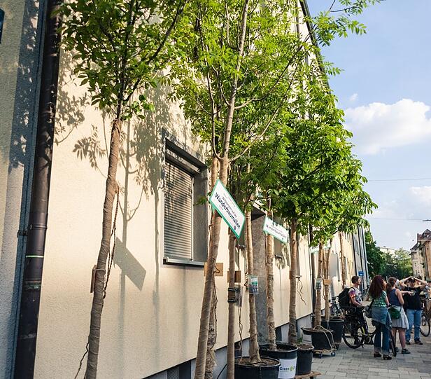 Die Wanderbaumallee in der Fraunhoferstraße.