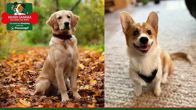"Hund samma!" – wer hat den schönsten Hund Münchens? Sehen Sie hier die Bewerber ab dem 17. Juni.
