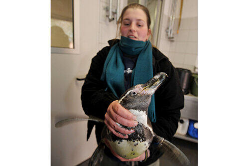 Auch wenn&rsquo;s den Tieren keinen Spaß macht: alle Pinguine werden derzeit gewogen und einem Gesundheitscheck unterzogen.
