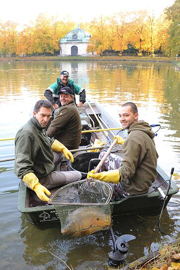 Die alten Karpfen aus dem Kanal vor Schloss Nymphenburg werden umgesiedelt.