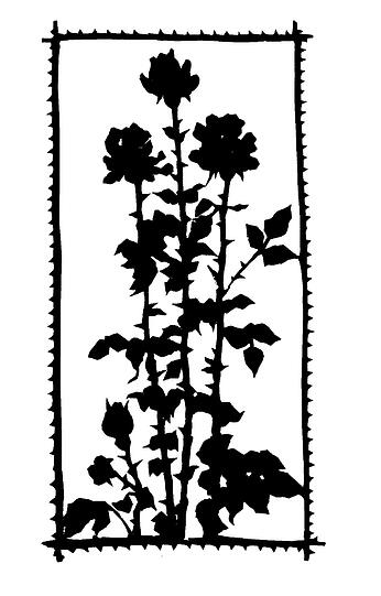 Die Rosenschau zeigt die vielen Facetten dieser Blume.
