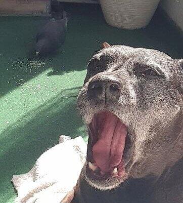 Hund Zeusi und Taube Black Beauty