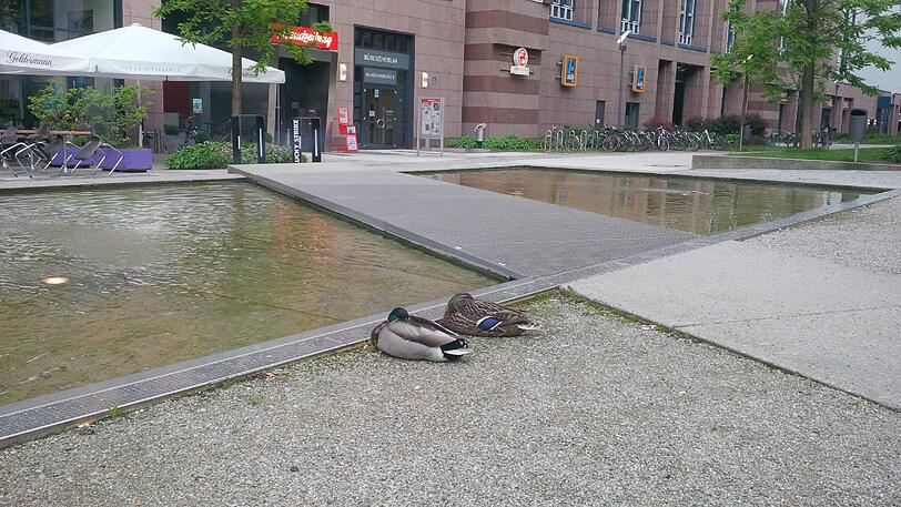 Depressive Enten oder was ist hier los?