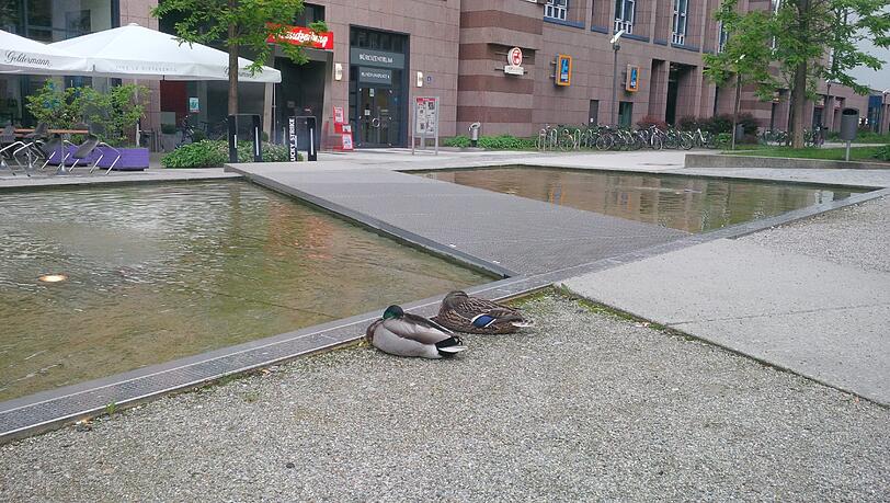 Depressive Enten oder was ist hier los? Depressive Enten oder was ist hier los?