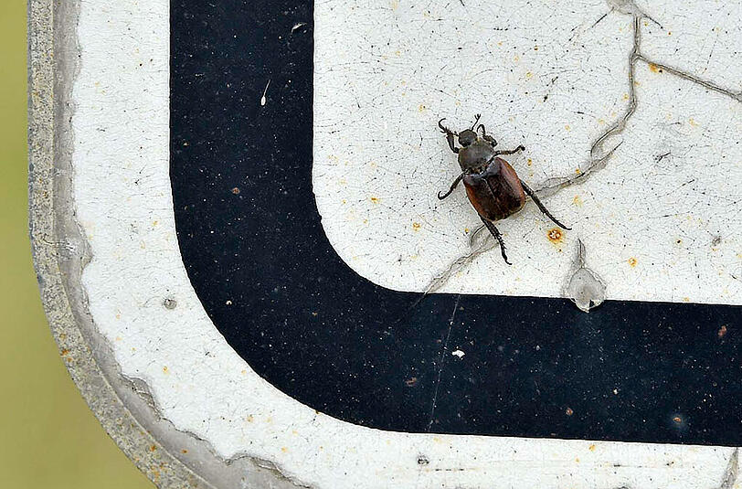 Käfer gegen Polizisten: Die Bilder zu einem denkwürdigen Einsatz.
