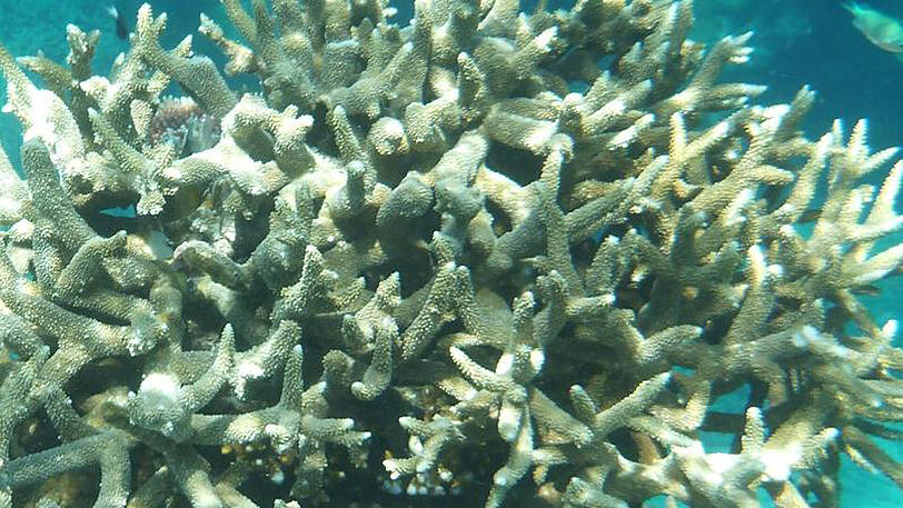 Korallenbleiche am Great Barrier Reef.