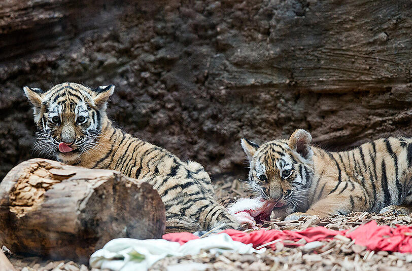 Die Tiger-Babys Aljoscha und Volodya aus dem Nürnberger Zoo.