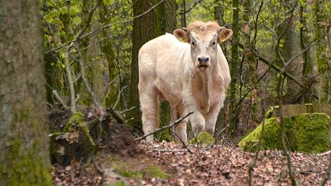 Etwa zwei Wochen lang war der weiße Stier "Ferdinand" rund um Hauzenberg im Landkreis Passau auf der Flucht.