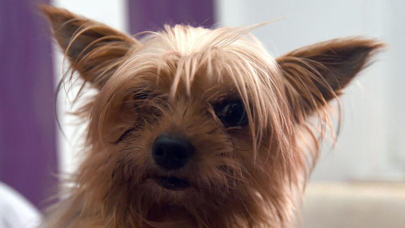 Nach einem Streit mit seiner Partnerin wirft ein Mann ihren Hund aus dem Fenster im 3. Stock. Der Terrier erliegt seinen Verletzungen. (Symbolbild)