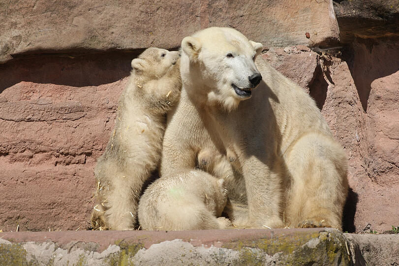 Unsere Eisbärchen Aleut und Gregor mit Mama Vera bei ihrem ersten Ausflug im Freigehege.