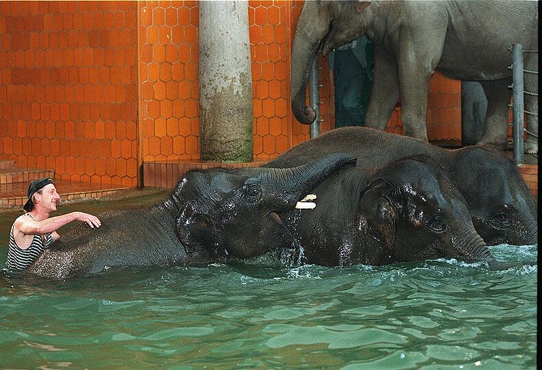 Da war sie noch ein junger Hüpfer:1998 geht die Elefantendame mit einem Tierpfleger baden.
