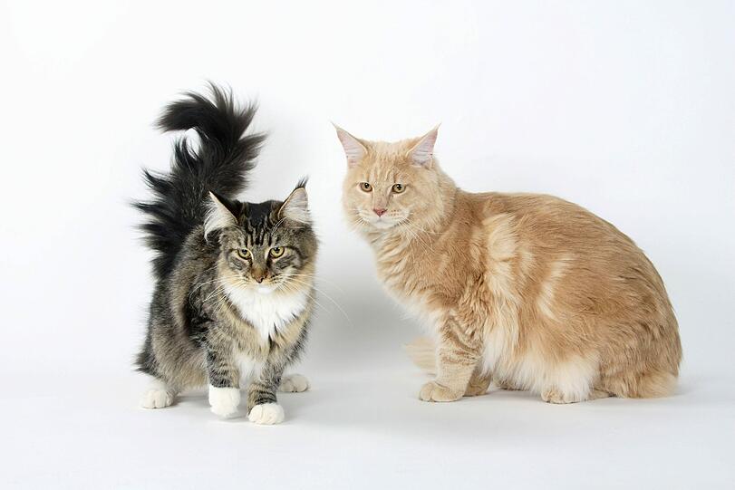 Edle Tierchen: Maine-Coone- Katzen gehören zu den teuren Katzen-Rassen. Bis zu 1000 Euro kostet ein Tier.