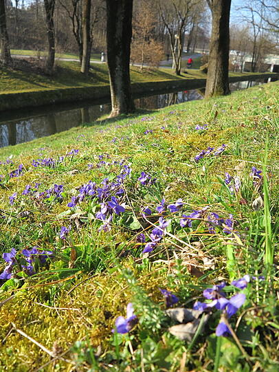 Frühling im Olympiapark: Die Veilchen sind schon da.
