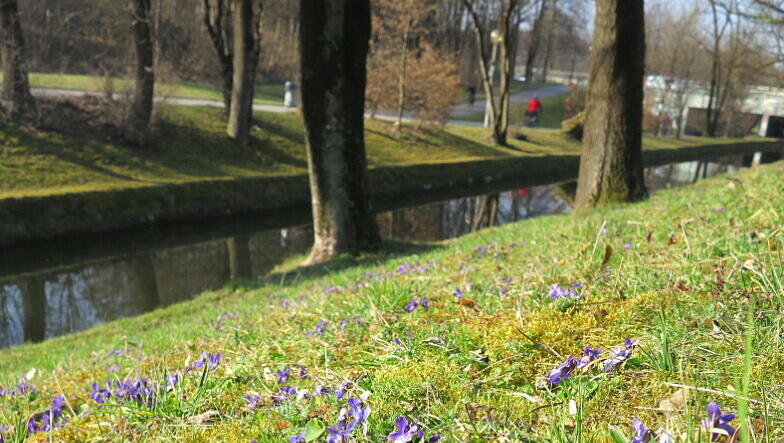 Frühling im Olympiapark: Die Veilchen sind schon da. Frühling im Olympiapark: Die Veilchen sind schon da.