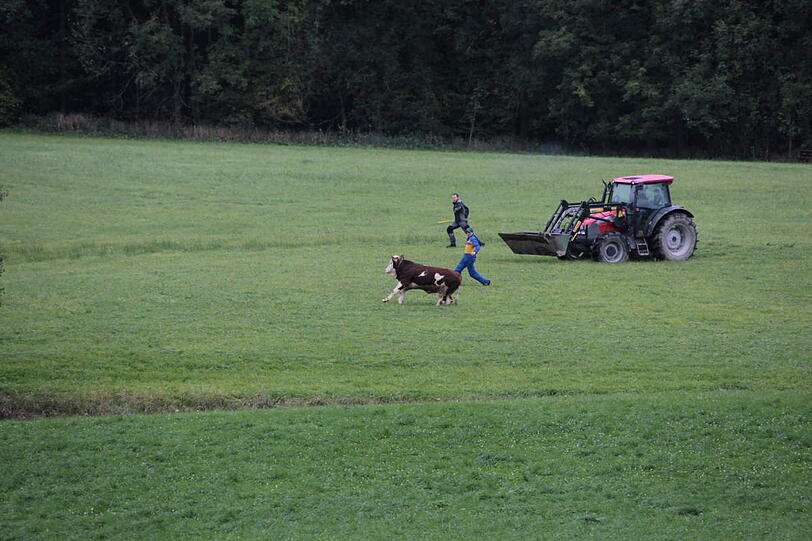 In einer spektakulären Aktion hat die Feuerwehr einen in der Nacht von Samstag auf Sonntag ausgebrochenen Stier wieder eingefangen - die Bilder.