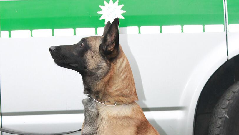 Der Polizeihund Brazzo half den Einbrecher zu stellen. Der Polizeihund Brazzo half den Einbrecher zu stellen.