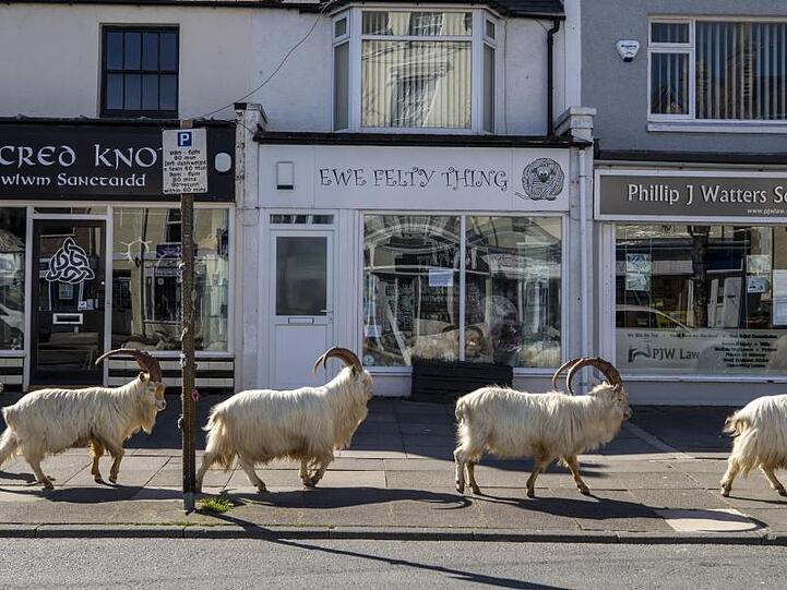 Eine Ziegenherde geht in Llandudno über einen Gehweg.