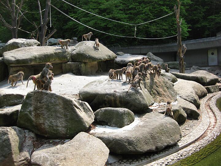 Sie gehören in Hellabrunn zu den Stars.
