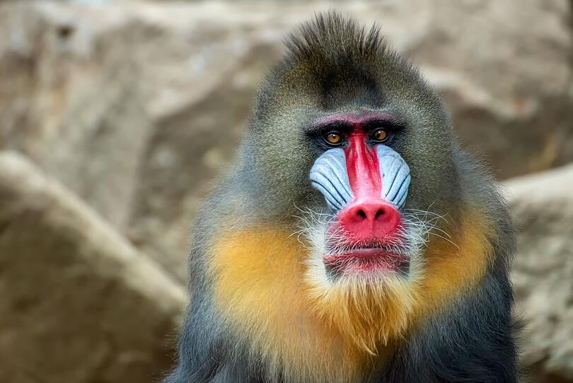 In der Regel tragen V&ouml;gel, Reptilien oder Meeresbewohner knallige Farben zur Schau. Zu den buntesten Tieren auf der Erde geh&ouml;rt jedoch auch ein S&auml;ugetier: der Mandrill im westlichen Zentralafrika. Auch diese Affenart wohnt im Dschungel. Das Mandrill-Gesicht ist nicht vom gelb leuchtenden und gr&uuml;nlich schimmernden Fell &uuml;berzogen. Die Nase leuchtet tiefrot, die Wangen hellblau - aber nicht bei allen...