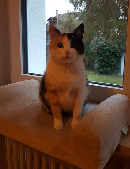 Klara