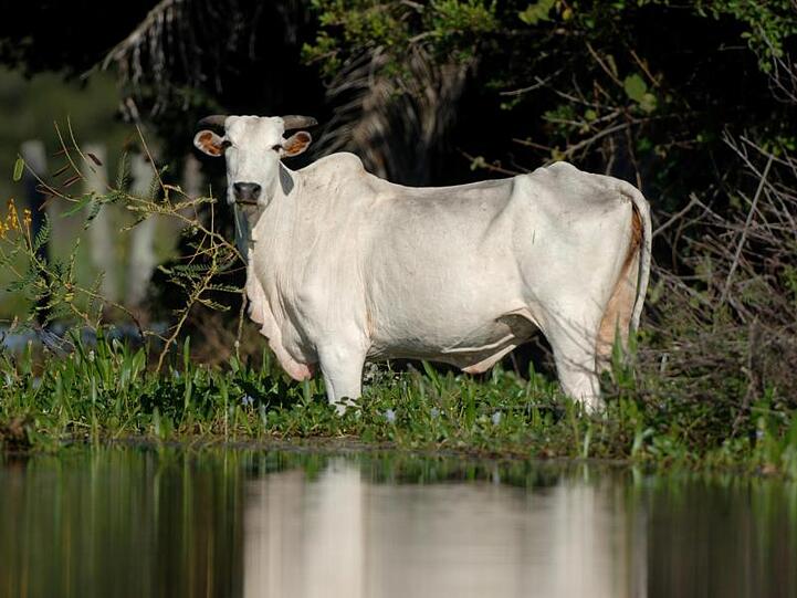 Ein Rind steht im Sumpfgebiet Pantanal im Bundesstaat Mato Grosso im Wasser (Archiv).