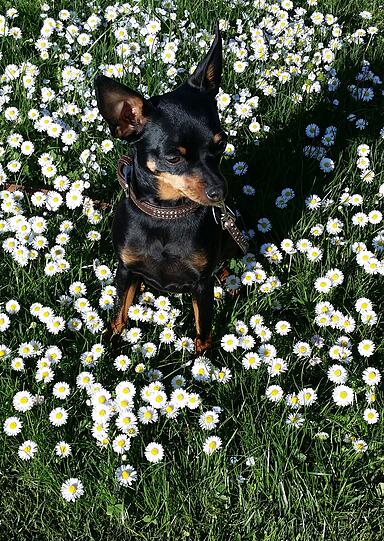 Lilly