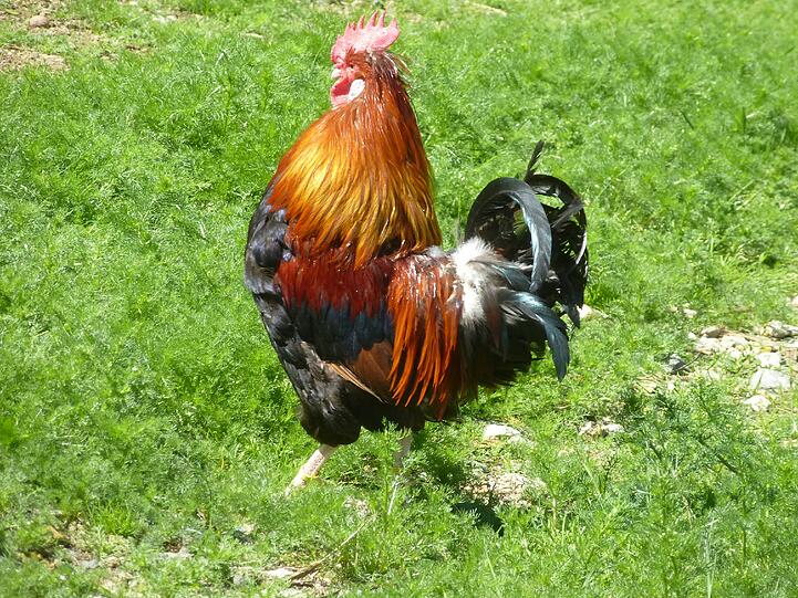 In der Südsteiermark wird das Sulmtaler Huhn mit Erfolg gezüchtet.