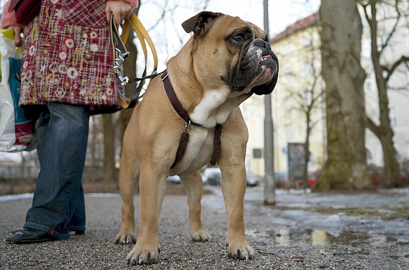 Das ist eine englische Bulldogge &ndash; die sichergestellten Hunde sind Mischlinge verschiedener Bulldoggenrassen. (Archivbild)