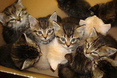 Diese süßen Katzenbabys warten im Nürnberger Tierheim auf ein neues zuhause. Sie wurden herzlos im Wald ausgesetzt.