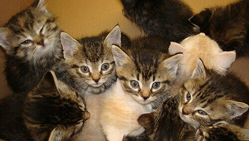Diese süßen Katzenbabys warten im Nürnberger Tierheim auf ein neues zuhause. Sie wurden herzlos im Wald ausgesetzt. Diese süßen Katzenbabys warten im Nürnberger Tierheim auf ein neues zuhause. Sie wurden herzlos im Wald ausgesetzt.