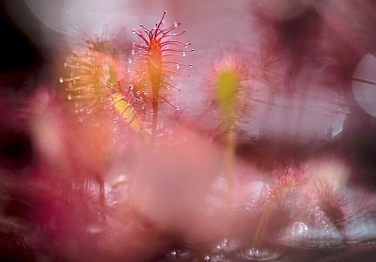 Platz 2: "Klein, unscheinbar und doch so gefährlich" (aufgenommen in der Kendlmühlfilzen, Traunstein).  Foto: Petra Haidn - Naturfotografie