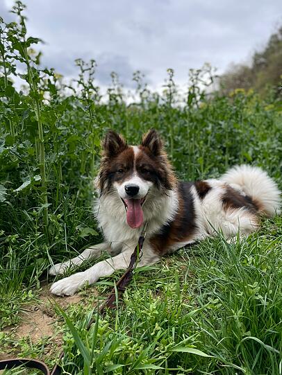 Amigo
