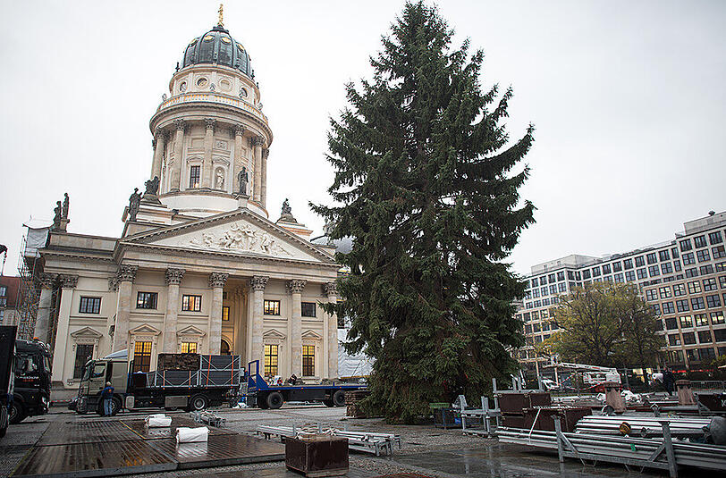 Äste und Nadeln ohne Ende: Der Christbaum am Berliner Gendarmenmarkt.